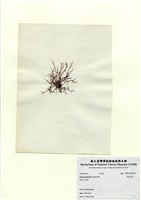 藏品(長枝沙菜)的圖片